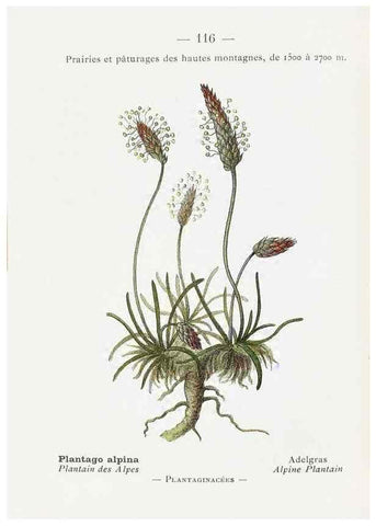 Reproducción/Reproduction 49345765642: Nouvelle flore coloriée de poche des Alpes et des Pyrénées.. Paris,Klincksieck,1906-1912.. 