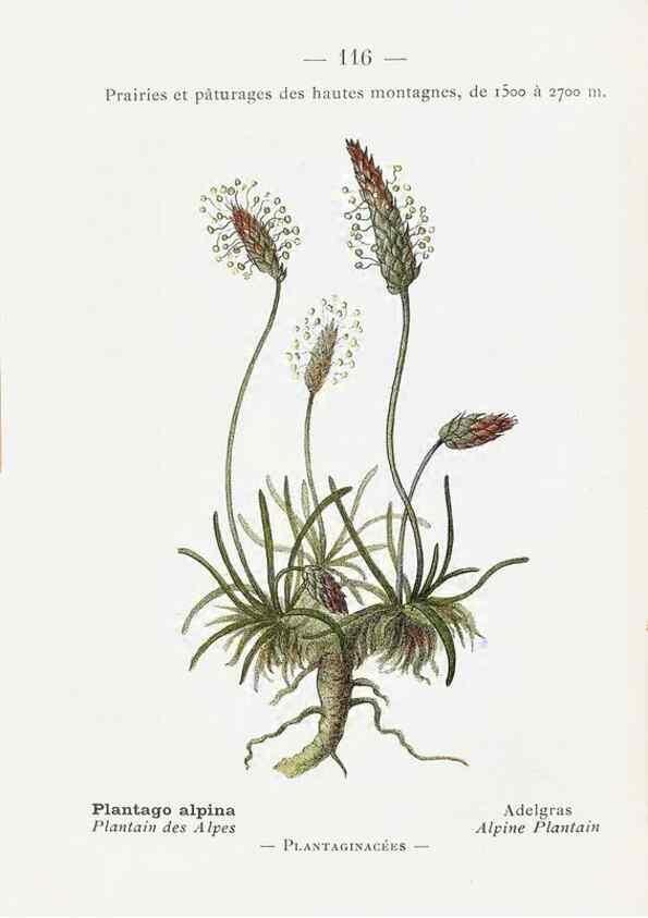 Reproducción/Reproduction 49345765642: Nouvelle flore coloriée de poche des Alpes et des Pyrénées.. Paris,Klincksieck,1906-1912.. 
