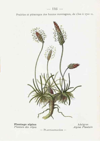 Reproducción/Reproduction 49345765642: Nouvelle flore coloriée de poche des Alpes et des Pyrénées.. Paris,Klincksieck,1906-1912.. 