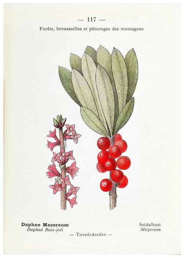 Reproducción/Reproduction 49345766017: Nouvelle flore coloriée de poche des Alpes et des Pyrénées.. Paris,Klincksieck,1906-1912.. 