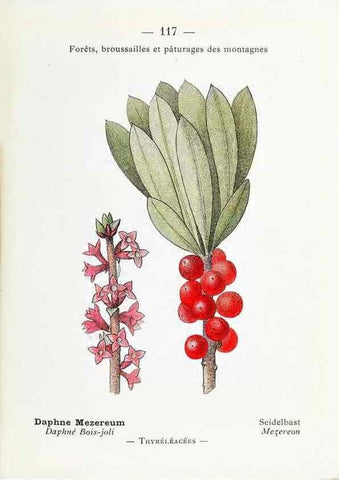 Reproducción/Reproduction 49345766017: Nouvelle flore coloriée de poche des Alpes et des Pyrénées.. Paris,Klincksieck,1906-1912.. 