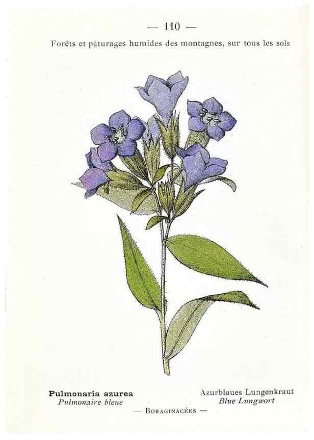 Reproducción/Reproduction 49345551561: Nouvelle flore coloriée de poche des Alpes et des Pyrénées.. Paris,Klincksieck,1906-1912.. 