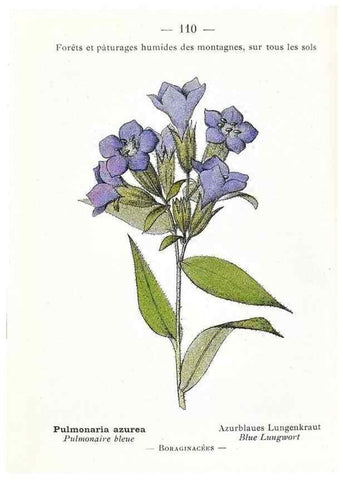 Reproducción/Reproduction 49345551561: Nouvelle flore coloriée de poche des Alpes et des Pyrénées.. Paris,Klincksieck,1906-1912.. 