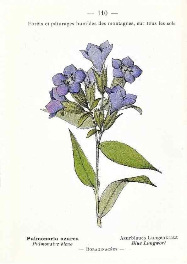 Reproducción/Reproduction 49345551561: Nouvelle flore coloriée de poche des Alpes et des Pyrénées.. Paris,Klincksieck,1906-1912.. 