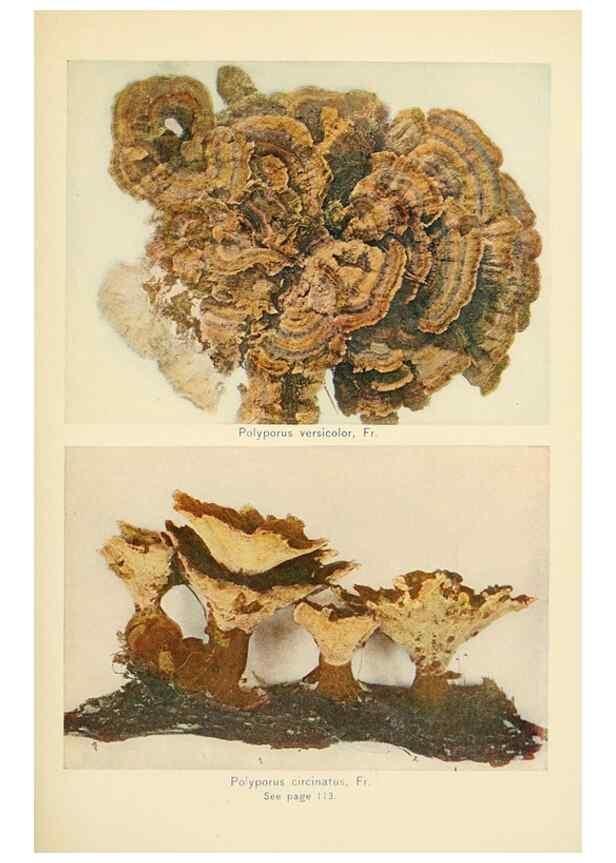 Reproducción/Reproduction 49345309913: The mushroom book.. New York,Doubleday, Page,1901.. 