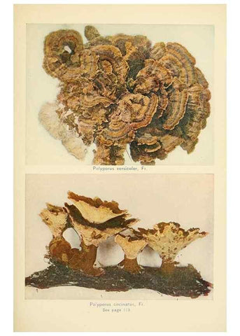 Reproducción/Reproduction 49345309913: The mushroom book.. New York,Doubleday, Page,1901.. 