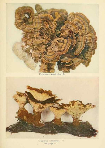 Reproducción/Reproduction 49345309913: The mushroom book.. New York,Doubleday, Page,1901.. 
