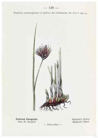 Reproducción/Reproduction 49345778277: Nouvelle flore coloriée de poche des Alpes et des Pyrénées.. Paris,Klincksieck,1906-1912.. 