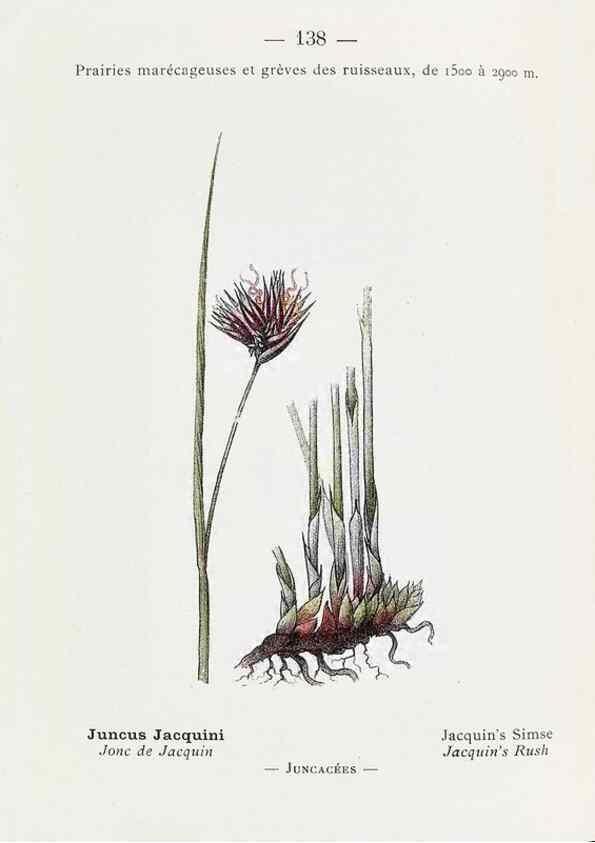 Reproducción/Reproduction 49345778277: Nouvelle flore coloriée de poche des Alpes et des Pyrénées.. Paris,Klincksieck,1906-1912.. 