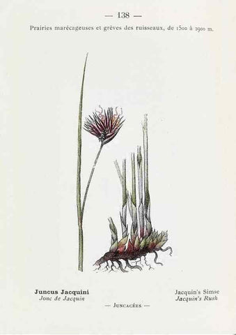Reproducción/Reproduction 49345778277: Nouvelle flore coloriée de poche des Alpes et des Pyrénées.. Paris,Klincksieck,1906-1912.. 
