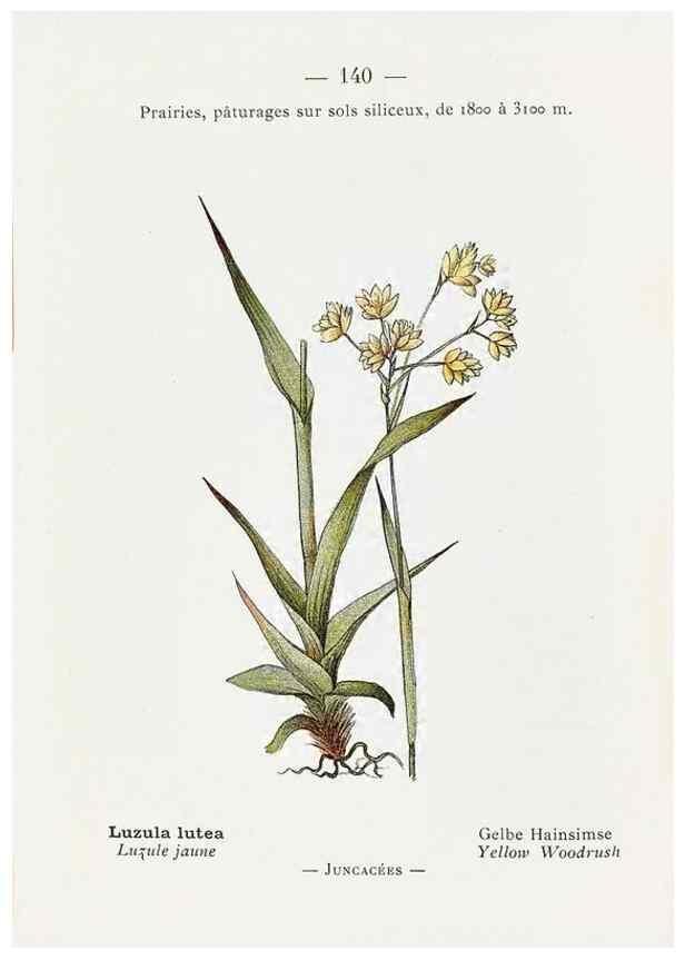 Reproducción/Reproduction 49345106143: Nouvelle flore coloriée de poche des Alpes et des Pyrénées.. Paris,Klincksieck,1906-1912.. 