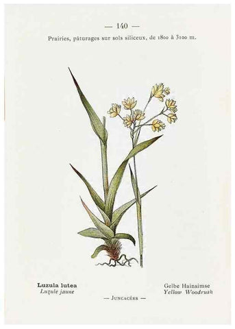 Reproducción/Reproduction 49345106143: Nouvelle flore coloriée de poche des Alpes et des Pyrénées.. Paris,Klincksieck,1906-1912.. 