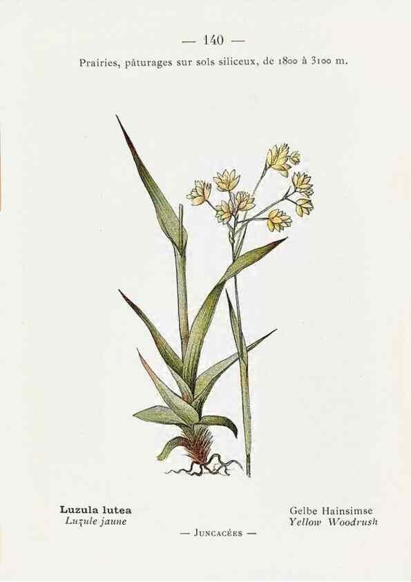 Reproducción/Reproduction 49345106143: Nouvelle flore coloriée de poche des Alpes et des Pyrénées.. Paris,Klincksieck,1906-1912.. 