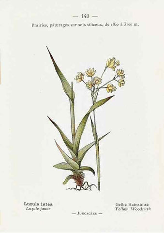 Reproducción/Reproduction 49345106143: Nouvelle flore coloriée de poche des Alpes et des Pyrénées.. Paris,Klincksieck,1906-1912.. 