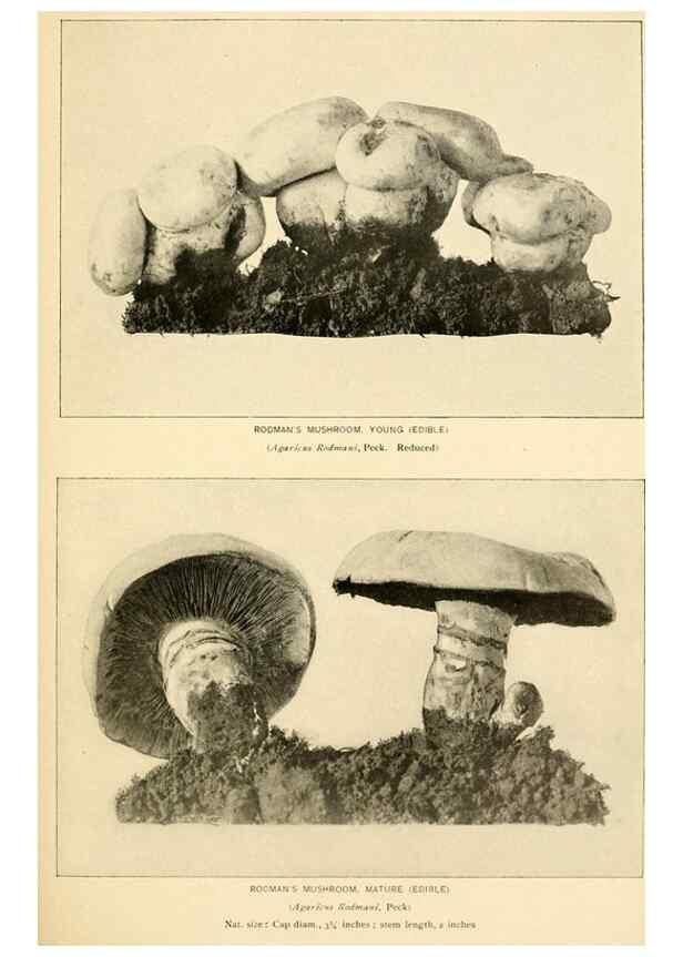 Reproducción/Reproduction 49345764421: The mushroom book.. New York,Doubleday, Page,1901.. 