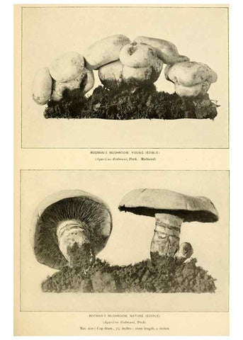 Reproducción/Reproduction 49345764421: The mushroom book.. New York,Doubleday, Page,1901.. 