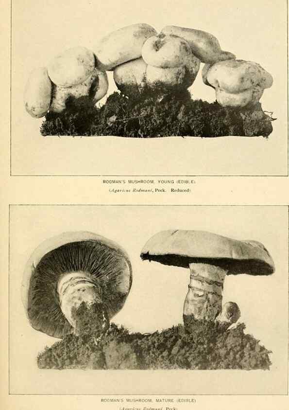 Reproducción/Reproduction 49345764421: The mushroom book.. New York,Doubleday, Page,1901.. 