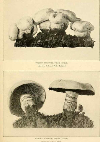 Reproducción/Reproduction 49345764421: The mushroom book.. New York,Doubleday, Page,1901.. 