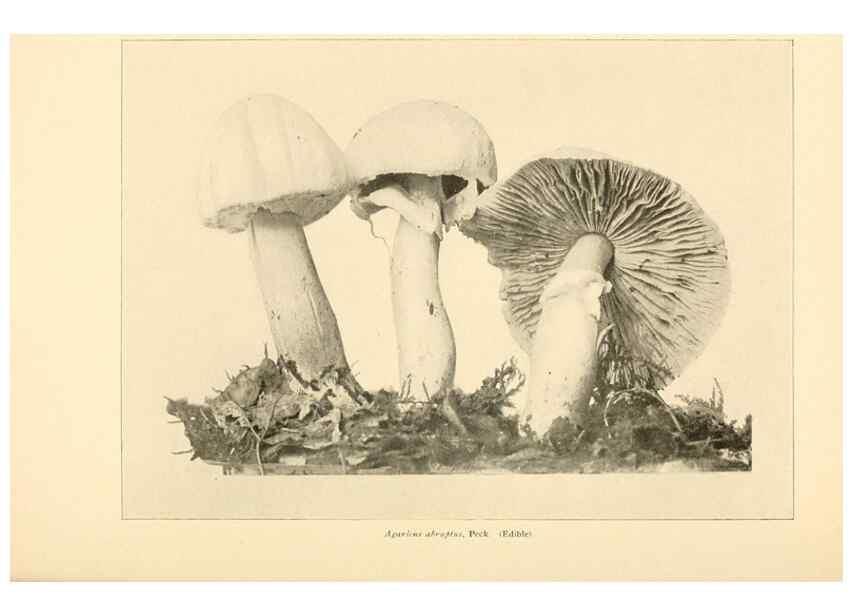 Reproducción/Reproduction 49345764771: The mushroom book.. New York,Doubleday, Page,1901.. 