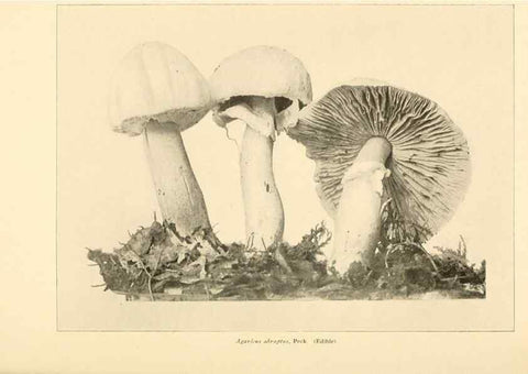 Reproducción/Reproduction 49345764771: The mushroom book.. New York,Doubleday, Page,1901.. 