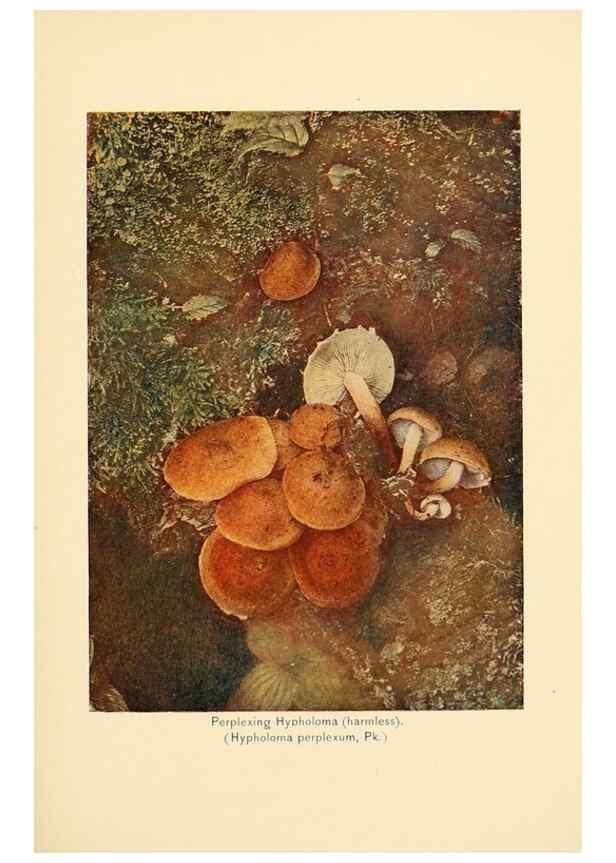 Reproducción/Reproduction 49345765151: The mushroom book.. New York,Doubleday, Page,1901.. 