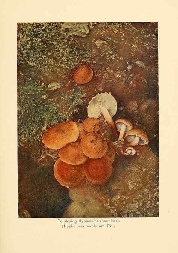 Reproducción/Reproduction 49345765151: The mushroom book.. New York,Doubleday, Page,1901.. 