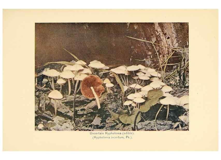 Reproducción/Reproduction 49345765601: The mushroom book.. New York,Doubleday, Page,1901.. 
