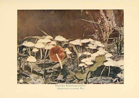 Reproducción/Reproduction 49345765601: The mushroom book.. New York,Doubleday, Page,1901.. 