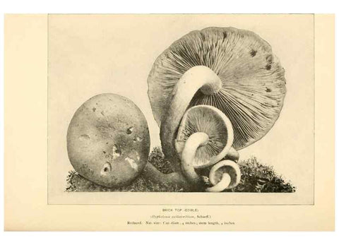 Reproducción/Reproduction 49345766041: The mushroom book.. New York,Doubleday, Page,1901.. 
