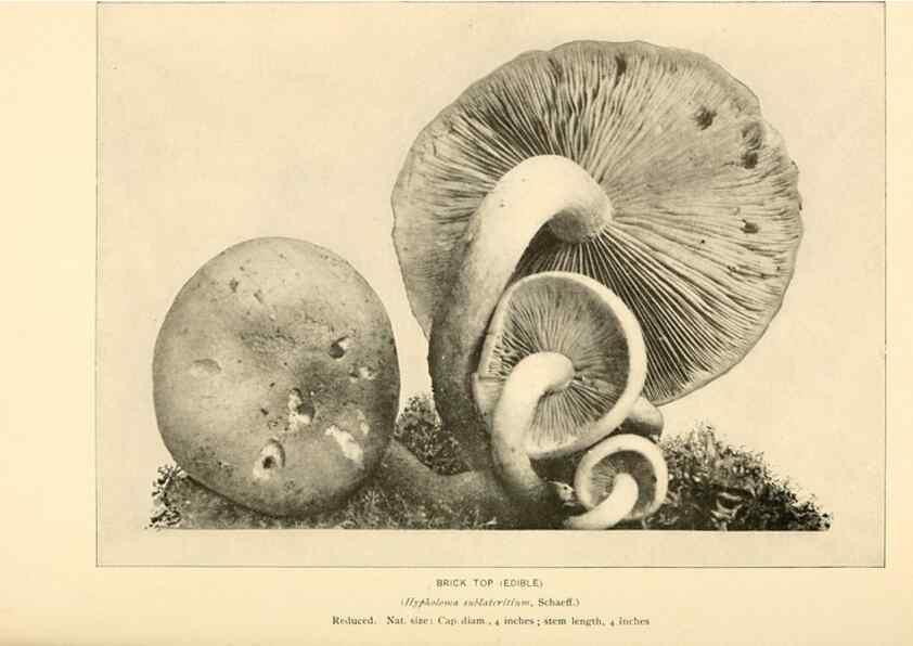 Reproducción/Reproduction 49345766041: The mushroom book.. New York,Doubleday, Page,1901.. 