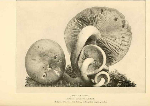 Reproducción/Reproduction 49345766041: The mushroom book.. New York,Doubleday, Page,1901.. 