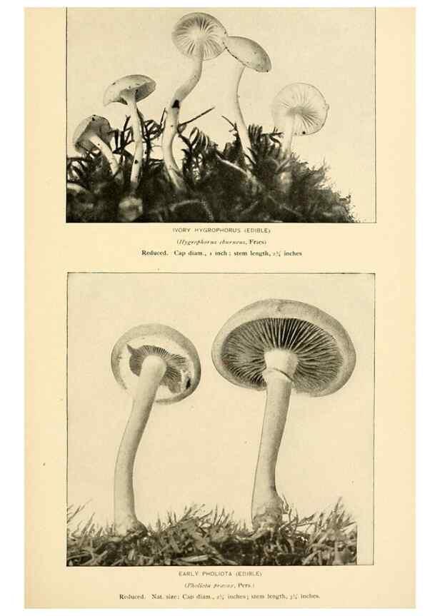 Reproducción/Reproduction 49345305728: The mushroom book.. New York,Doubleday, Page,1901.. 