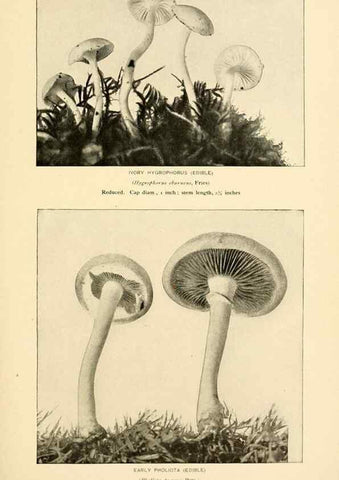 Reproducción/Reproduction 49345305728: The mushroom book.. New York,Doubleday, Page,1901.. 