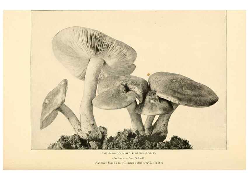 Reproducción/Reproduction 49345766701: The mushroom book.. New York,Doubleday, Page,1901.. 