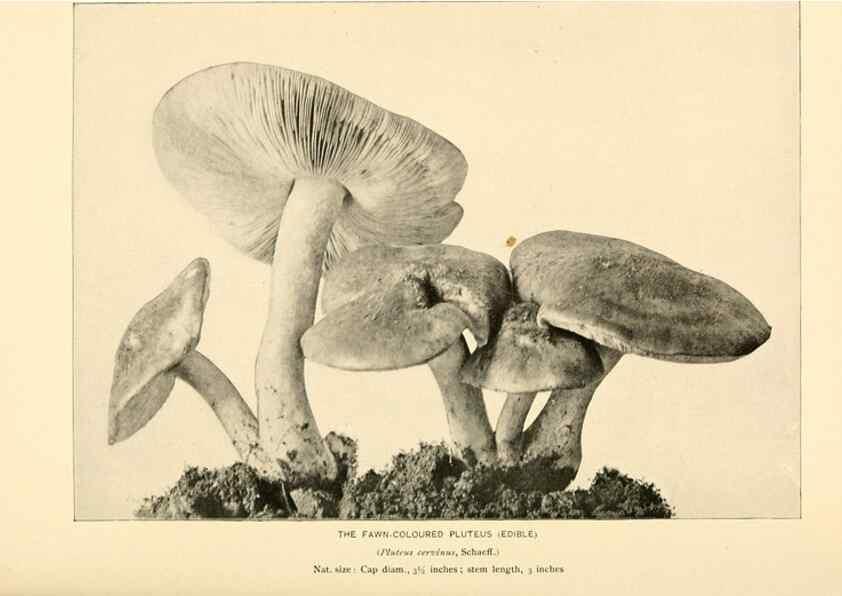 Reproducción/Reproduction 49345766701: The mushroom book.. New York,Doubleday, Page,1901.. 