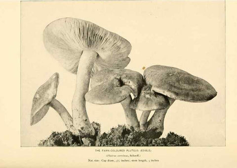 Reproducción/Reproduction 49345766701: The mushroom book.. New York,Doubleday, Page,1901.. 