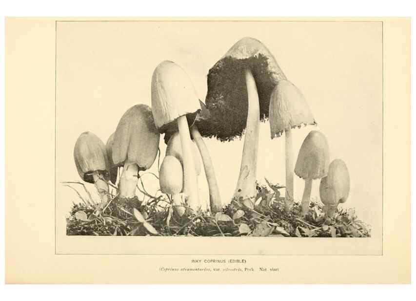 Reproducción/Reproduction 49345979637: The mushroom book.. New York,Doubleday, Page,1901.. 