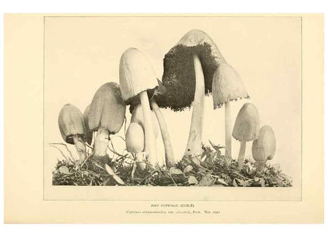 Reproducción/Reproduction 49345979637: The mushroom book.. New York,Doubleday, Page,1901.. 