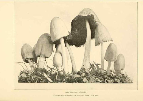 Reproducción/Reproduction 49345979637: The mushroom book.. New York,Doubleday, Page,1901.. 