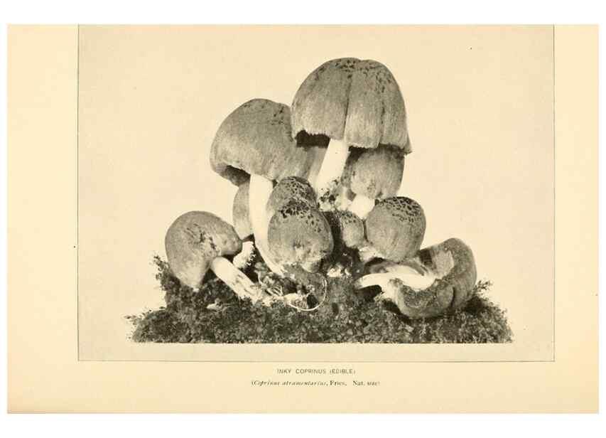 Reproducción/Reproduction 49345980007: The mushroom book.. New York,Doubleday, Page,1901.. 