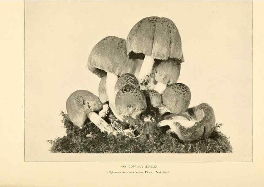 Reproducción/Reproduction 49345980007: The mushroom book.. New York,Doubleday, Page,1901.. 