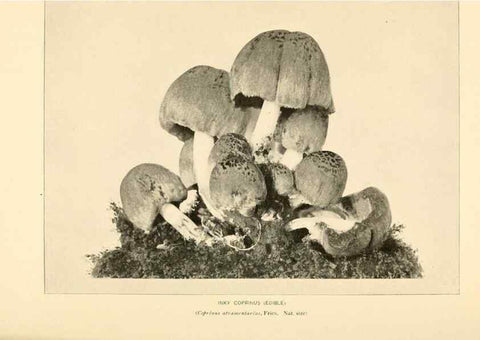 Reproducción/Reproduction 49345980007: The mushroom book.. New York,Doubleday, Page,1901.. 