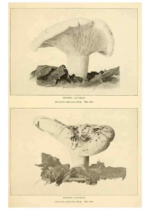 Reproducción/Reproduction 49345980362: The mushroom book.. New York,Doubleday, Page,1901.. 