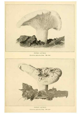 Reproducción/Reproduction 49345980362: The mushroom book.. New York,Doubleday, Page,1901.. 