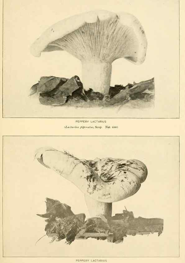 Reproducción/Reproduction 49345980362: The mushroom book.. New York,Doubleday, Page,1901.. 