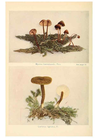 Reproducción/Reproduction 49345980677: The mushroom book.. New York,Doubleday, Page,1901.. 