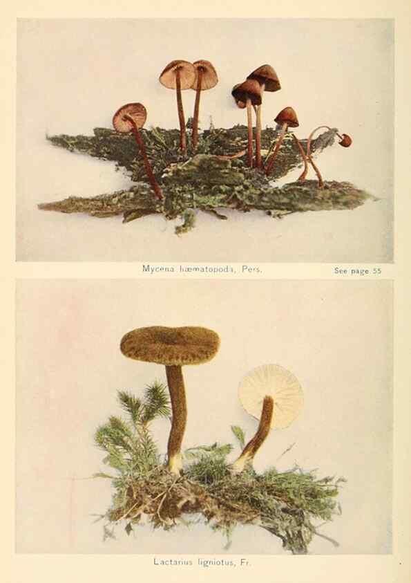 Reproducción/Reproduction 49345980677: The mushroom book.. New York,Doubleday, Page,1901.. 