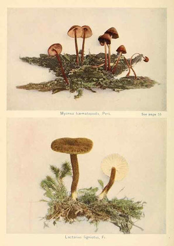 Reproducción/Reproduction 49345980677: The mushroom book.. New York,Doubleday, Page,1901.. 