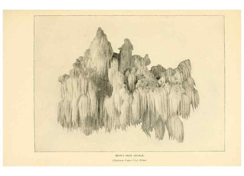 Reproducción/Reproduction 49345981127: The mushroom book.. New York,Doubleday, Page,1901.. 