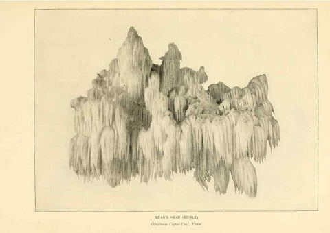 Reproducción/Reproduction 49345981127: The mushroom book.. New York,Doubleday, Page,1901.. 